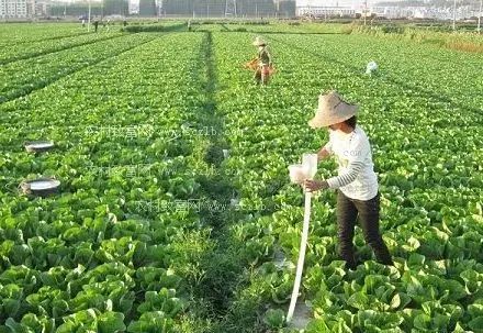 蔬菜作物重茬問題解析 哪些蔬菜不宜連作及應對措施