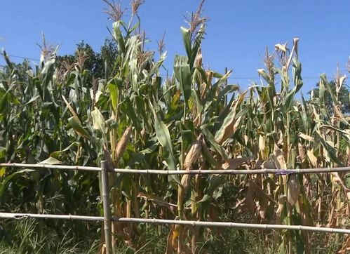 內蒙古自治區農作物合作社優秀企業推薦公示 水果種植篇