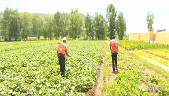 臨夏州和政縣積極開展農作物病蟲害統防統治，保障農業豐收