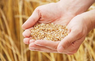 真菌侵襲 全球糧食作物年減產(chǎn)1.25億噸及水果種植的挑戰(zhàn)