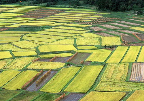 新人心語 | 以作物為導向分析市場，以客戶為中心推進營銷