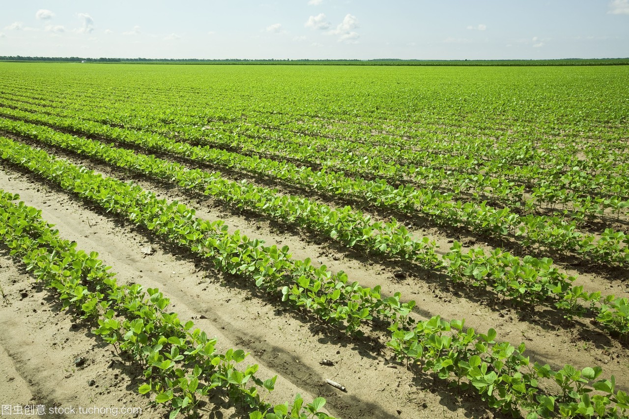 大范圍早期生長大豆植物的雙排種植技術(shù)與產(chǎn)量提升