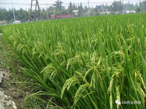 國家農(nóng)作物品種審定委員會(huì)主要農(nóng)作物品種審定標(biāo)準(zhǔn)修改解讀及其對水果種植的影響