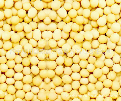 批發(fā)精選大豆 無污染、營養(yǎng)豐富的健康選擇