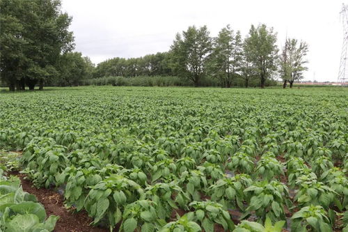 及時(shí)雨 緩解旱情與促進(jìn)農(nóng)作物生長的有效助力