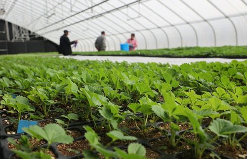 太空出差半年的農(nóng)作物種子回家了，航天育種有何不同？